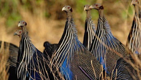 Chov kapybar v Zoo parku Česká Skalice: Jak se starat o neobyčejné ...