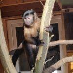 Chov kapybar v Zoo parku Česká Skalice: Jak se starat o neobyčejné ...